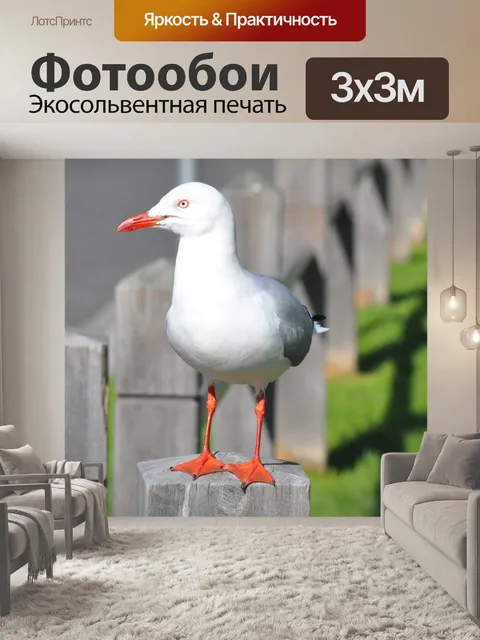 Фотообои Чайка