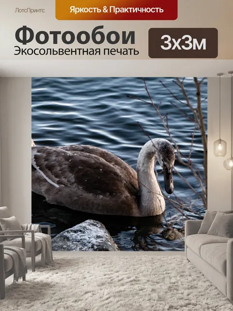 Фотообои Лебедь