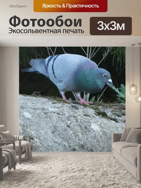 Фотообои Лесной голубь