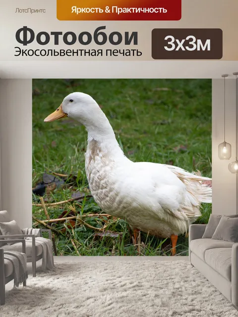 Фотообои Гусь животных
