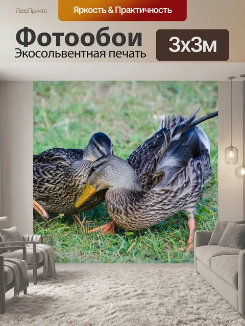 Фотообои утка