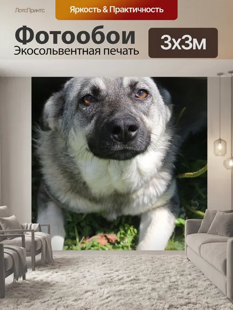 Фотообои Собака