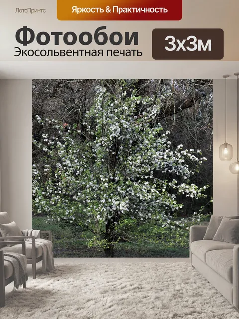 Фотообои Цветущая груша весной