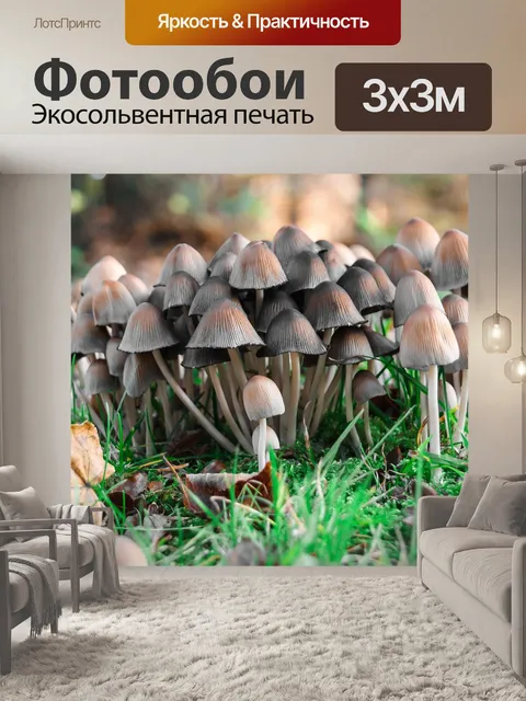 Фотообои Грибы