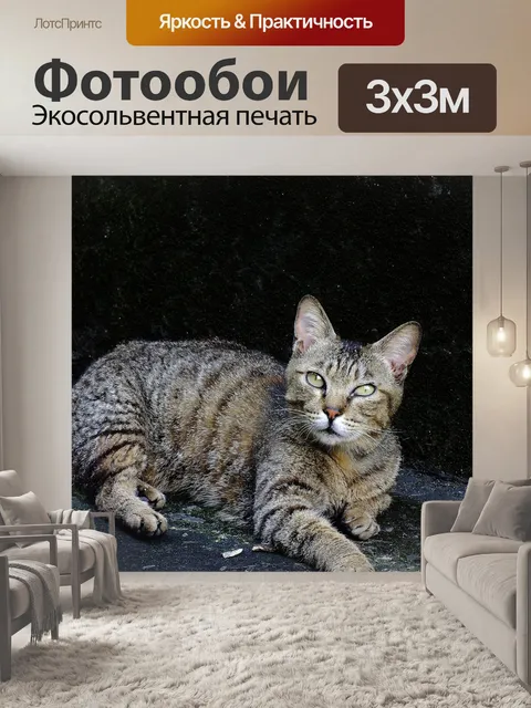 Фотообои Кошка