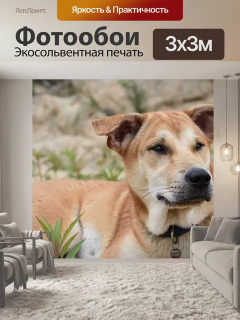 Фотообои Собака