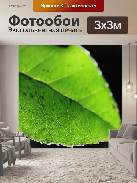 Фотообои Листья розы