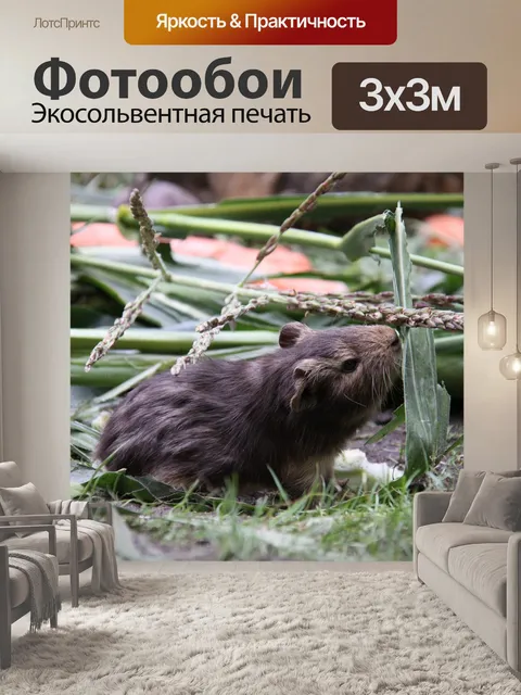 Фотообои Морская свинка