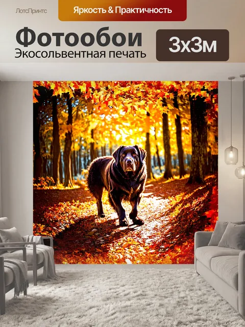 Фотообои ньюфаундленд с доброй и умиротворенной мордочкой медленно прогуливается по осеннему лесу
