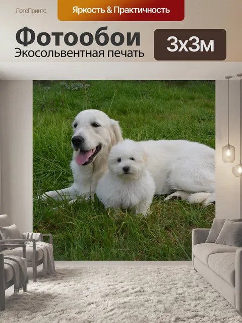 Фотообои Собака
