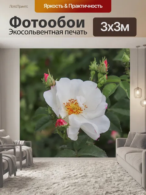 Фотообои Розы