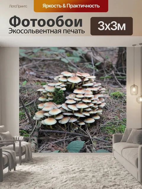 Фотообои Лес