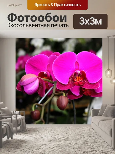 Фотообои Орхидея