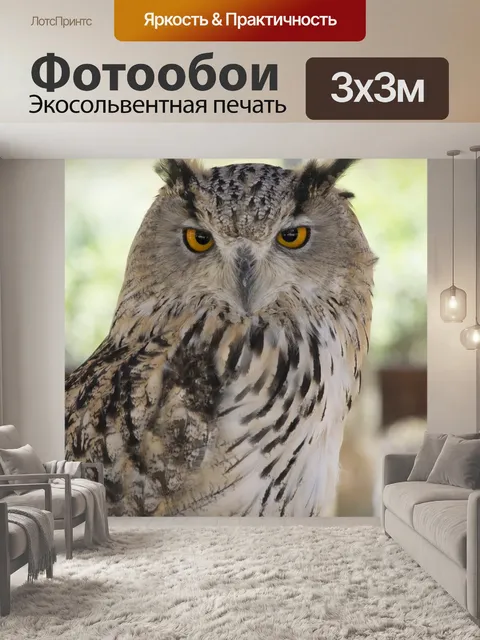 Фотообои Сова