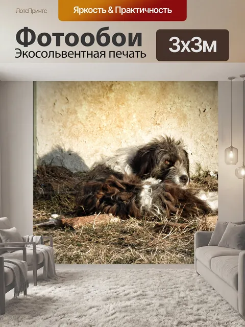 Фотообои Собака
