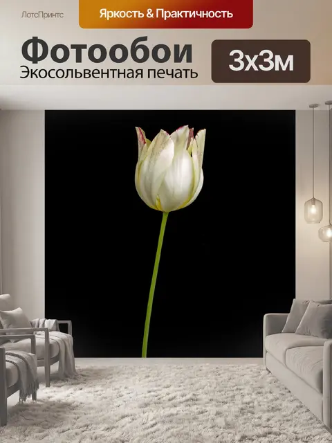Фотообои Цветы, бутоны, минимализм