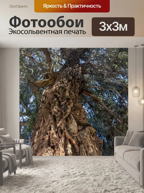 Фотообои Высокое дерево