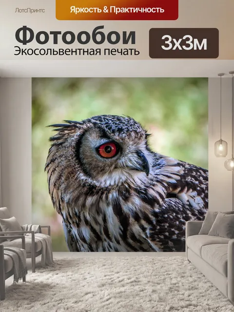 Фотообои Сова