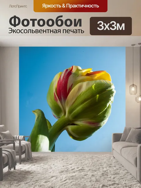 Фотообои Тюльпан
