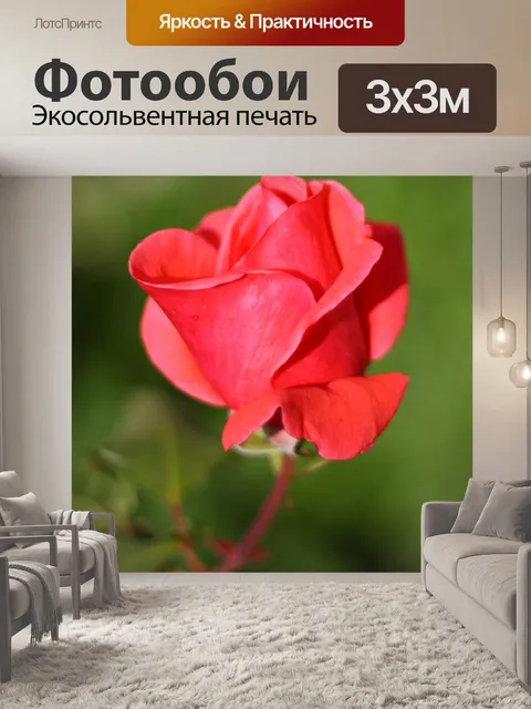Фотообои Розовые розы bud