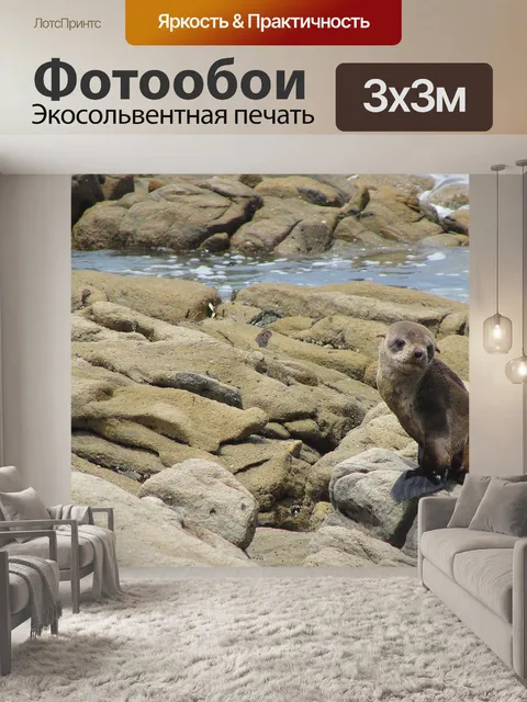 Фотообои Тюлень
