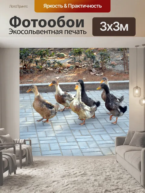 Фотообои Утки