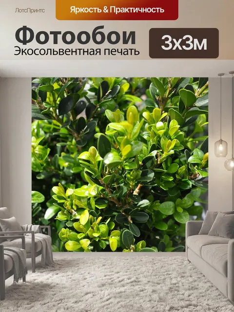 Фотообои Самшит