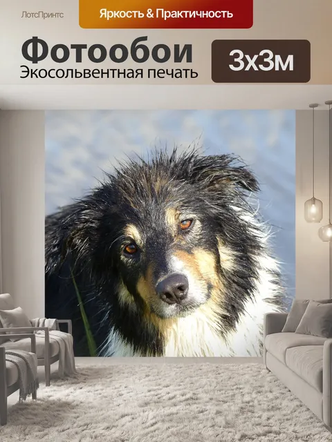 Фотообои Собака