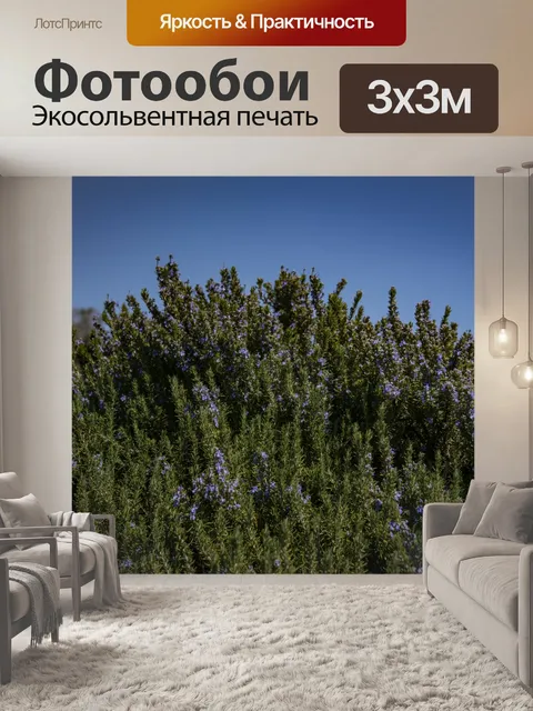 Фотообои Полноцветная лаванда