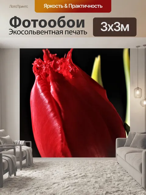 Фотообои Один красный тюльпан на черном
