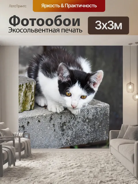 Фотообои Кошка