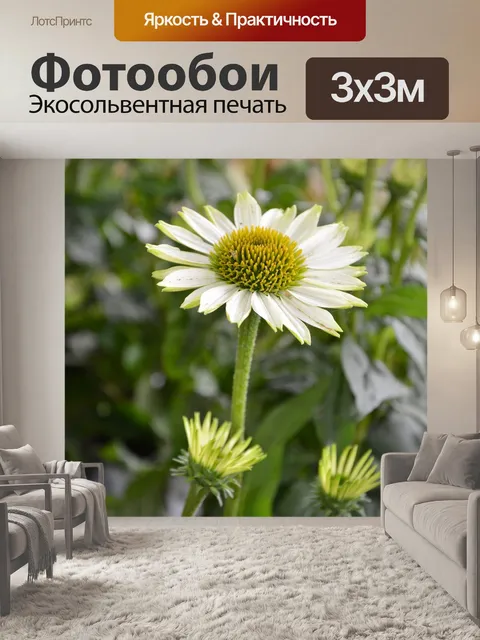Фотообои Цветы
