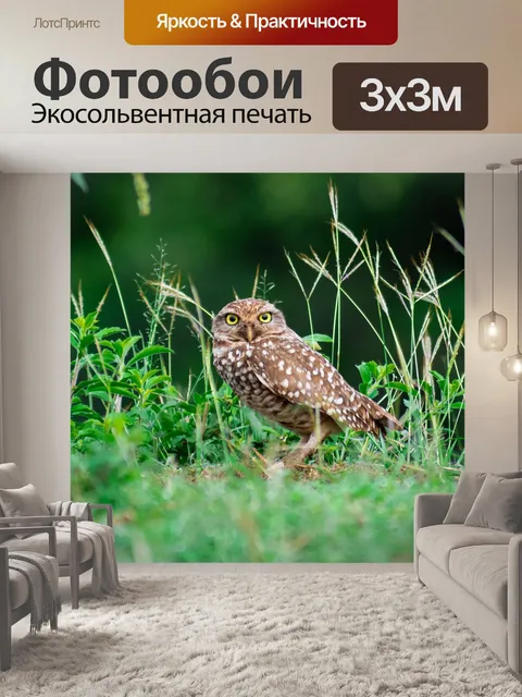 Фотообои Сова