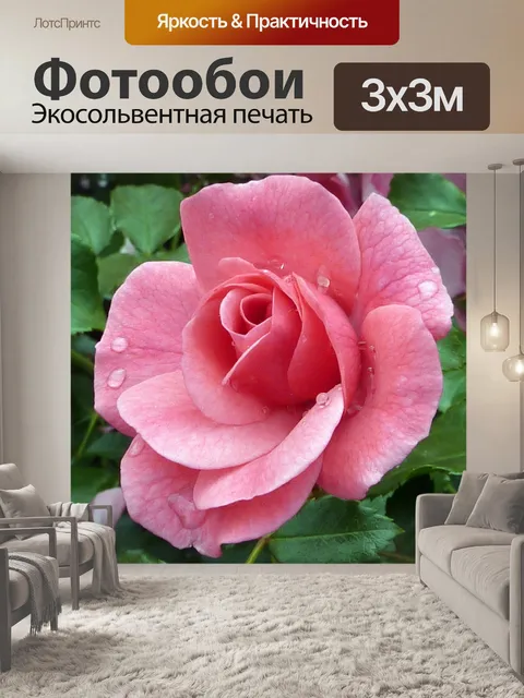 Фотообои Роза