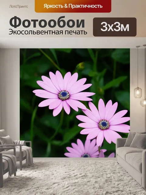 Фотообои Африканские ромашки