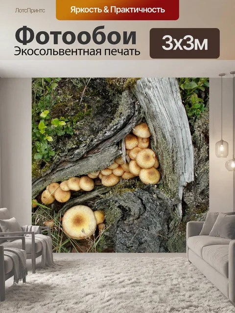 Фотообои Грибы