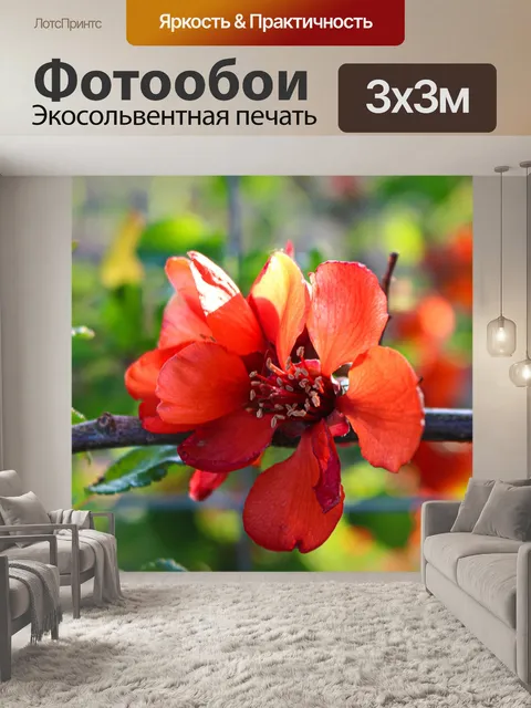 Фотообои Цветы