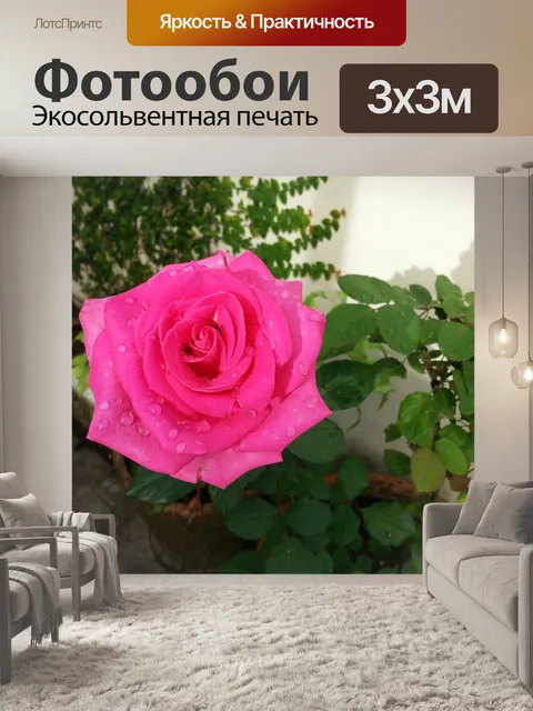 Фотообои Розовая роза
