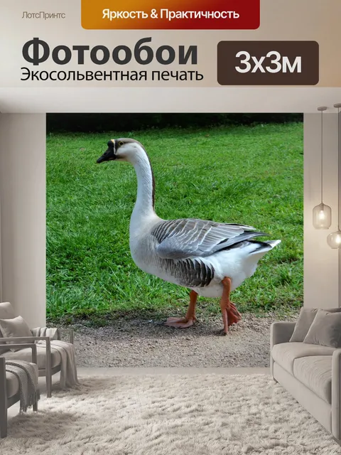 Фотообои Птица