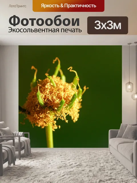Фотообои Зеленое семя Белый цветок попинака
