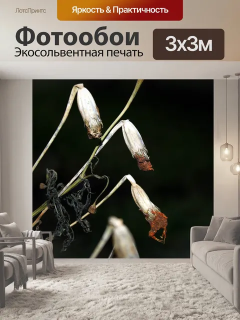 Фотообои Цветы