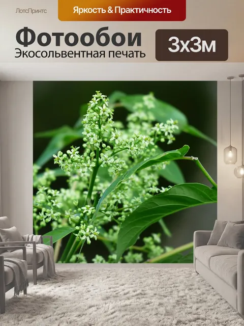 Фотообои Расцветает