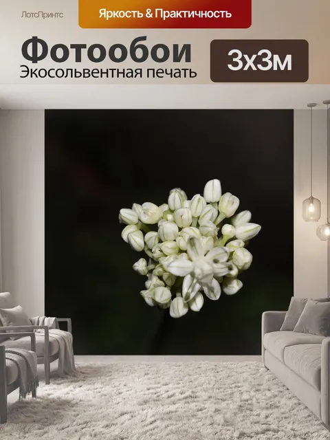 Фотообои Луковый цветок