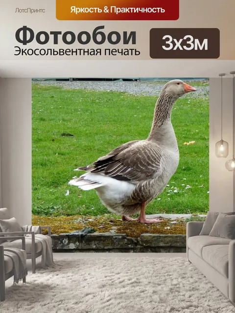 Фотообои Гусь