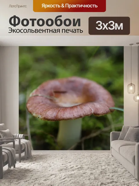 Фотообои Коричневый Красный лесных грибов