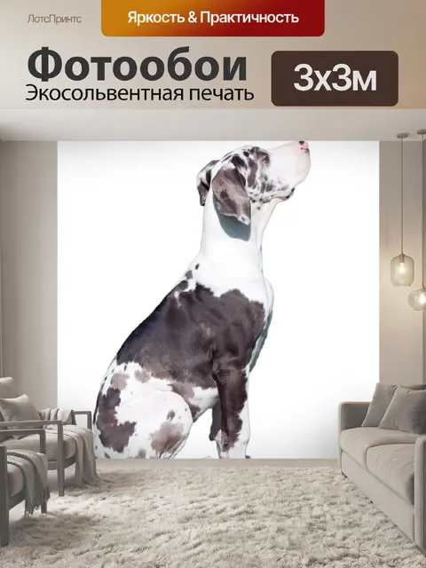 Фотообои Собака на белом фоне