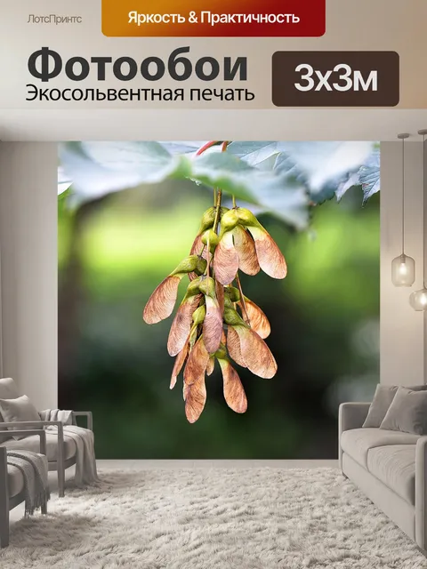 Фотообои Клен