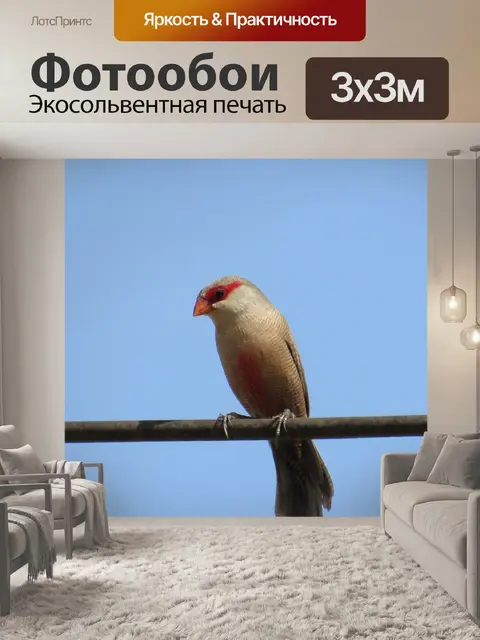 Фотообои Птицы