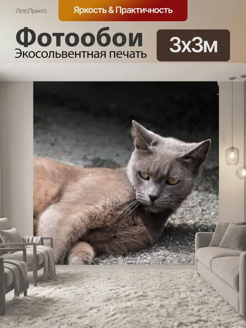 Фотообои Кошки