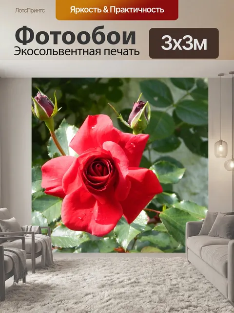 Фотообои Розы